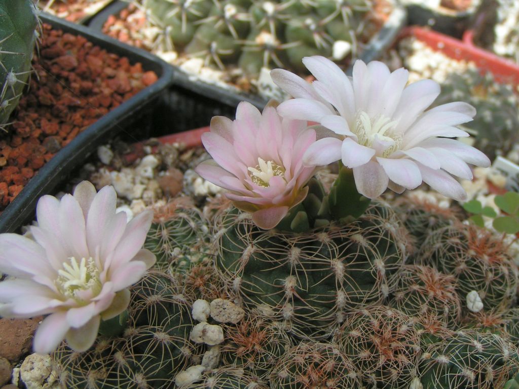 Gymnocalycium bruchii